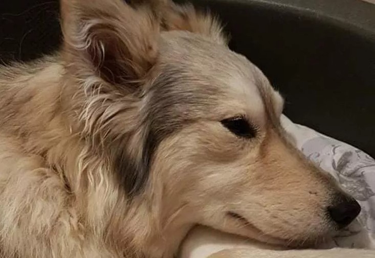 Rubiana (TO), spara a un cane e lo prende a calci.