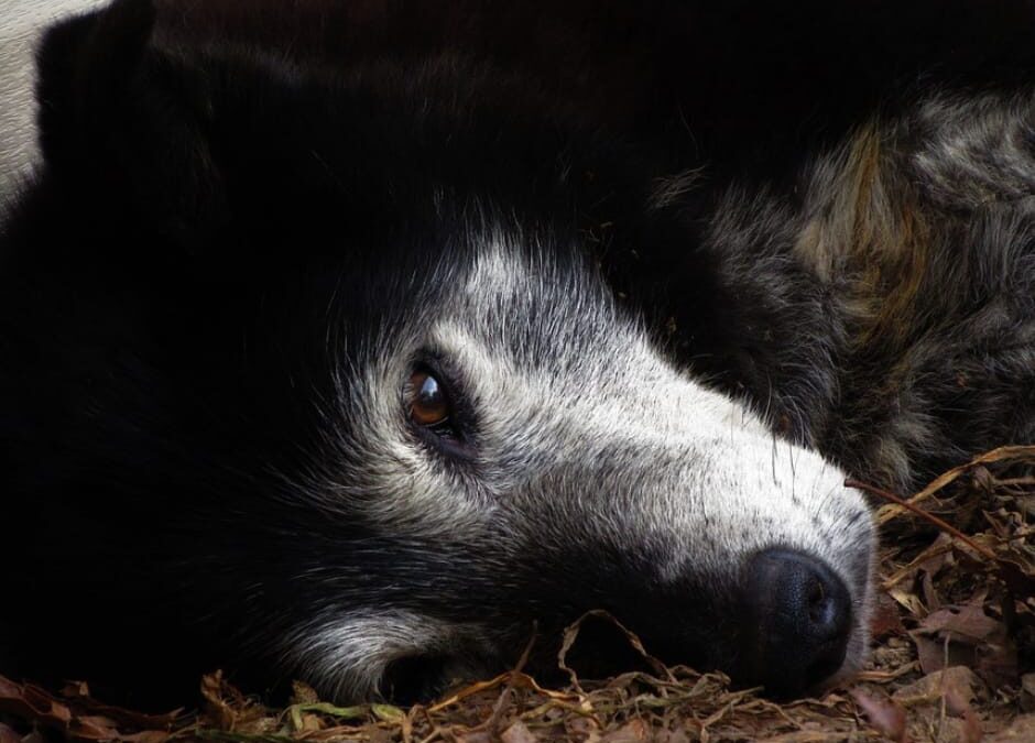 Torri del Benaco (VR) – Cane affogato nel lago