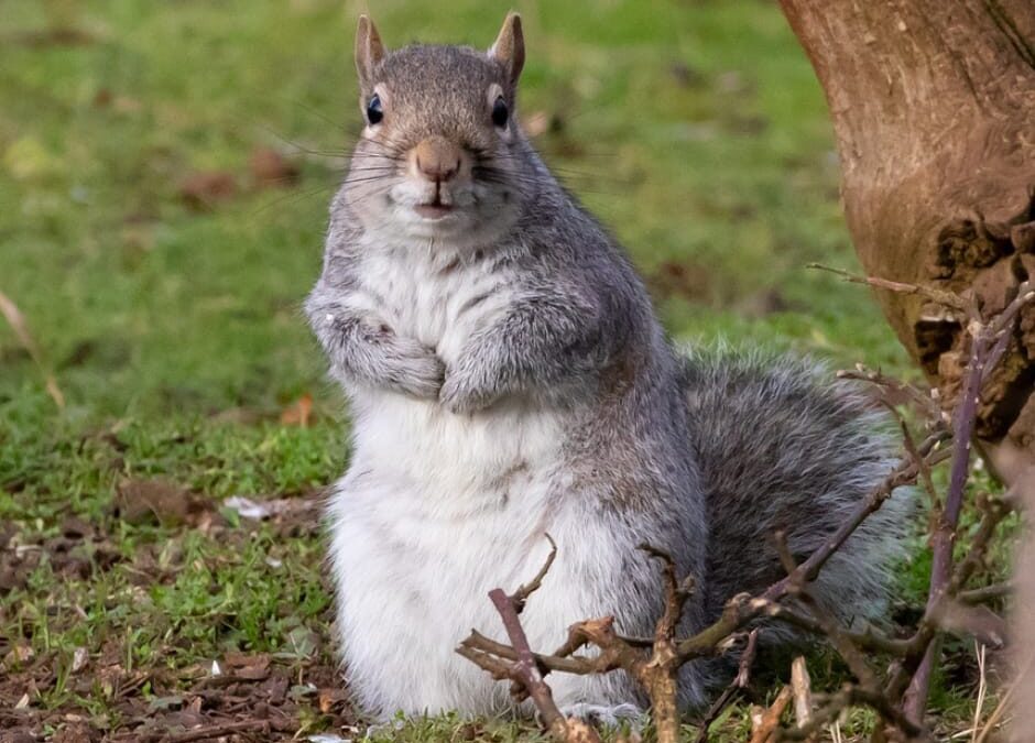 Emilia Romagna – Regione contro scoiattoli. LNDC scrive al Presidente