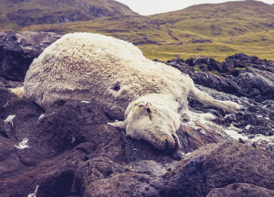 Roma – LNDC denuncia i fratelli Bianchi