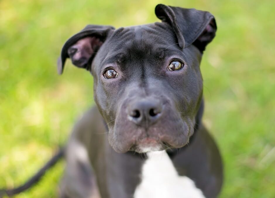 Venezia – LNDC denuncia cacciatore killer di un cane nel suo giardino