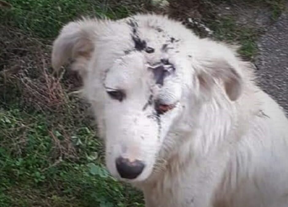 Cinquefrondi (RC) – Cucciolo seviziato. LNDC denuncia