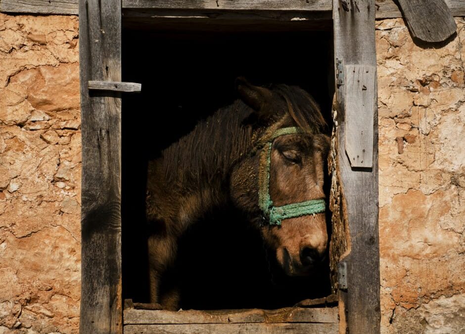 Gubbio (PG) – Allevamento con animali maltrattati. LNDC denuncia