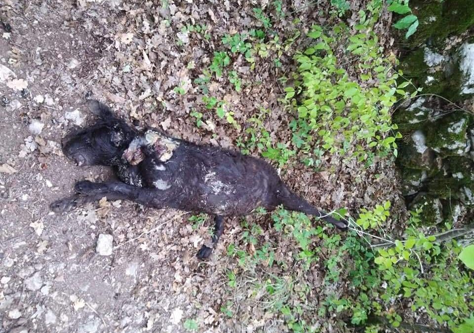 Luco dei Marsi (AQ), cagnolina uccisa legata a un albero