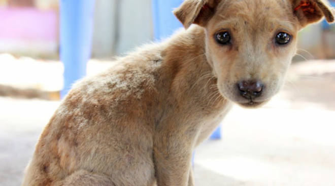 Teramo – Condannato a 9 mesi per aver ucciso un cucciolo