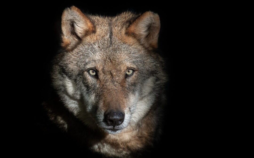 Alessandria: giovane lupo ucciso a fucilate