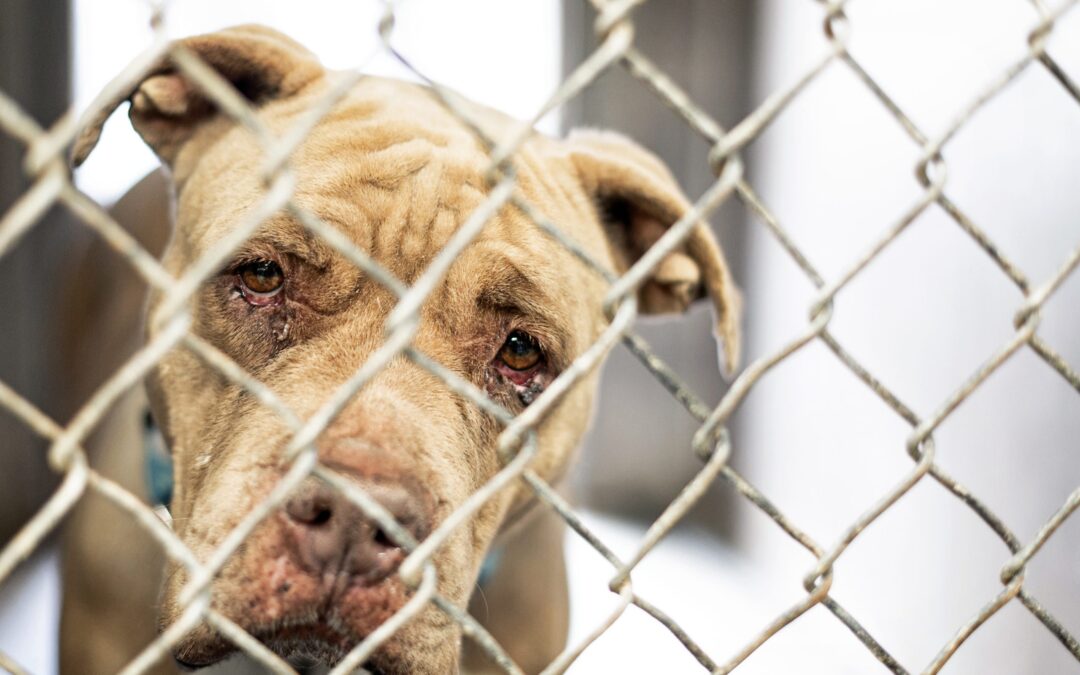 Roma – Pitbull maltrattato a Tor Bella Monaca.