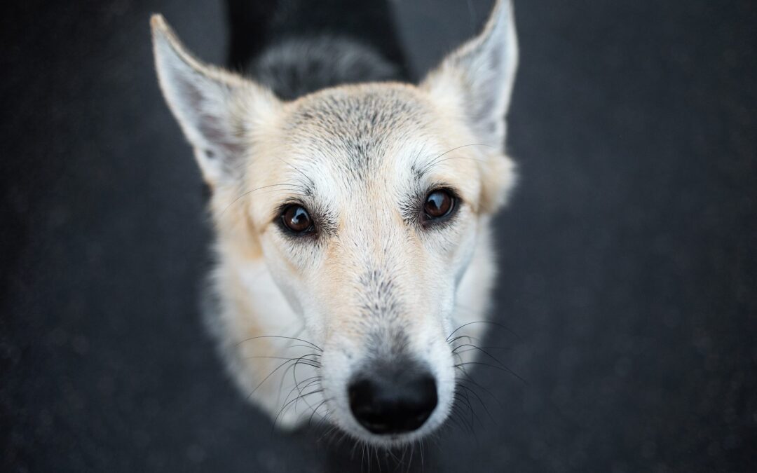 Canili della Capitale, cani morti o sofferenti