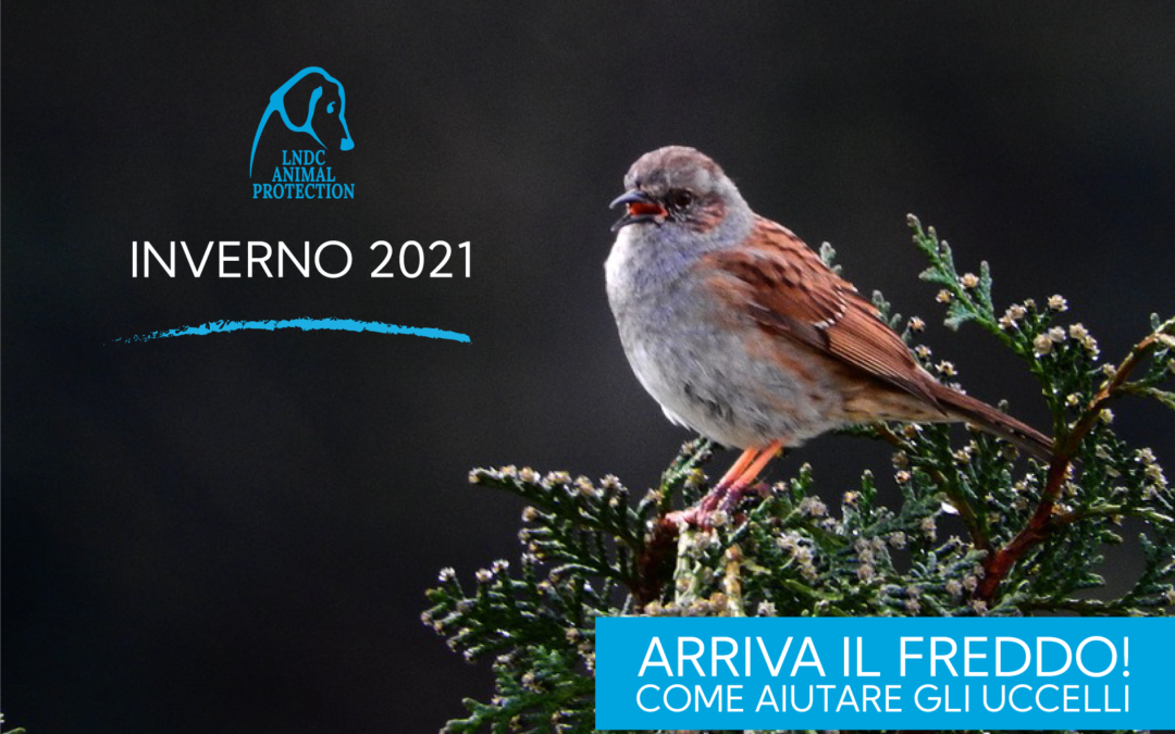 I consigli di LNDC per aiutare gli uccelli durante l’inverno