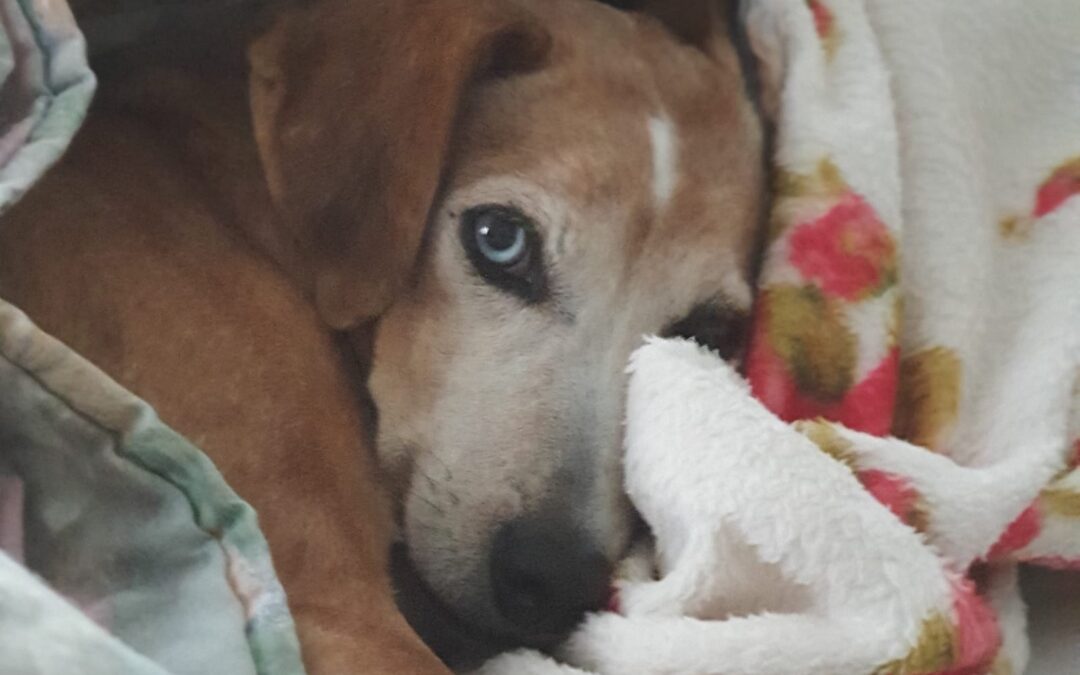 Appello LNDC – Regalate coperte al rifugio più vicino