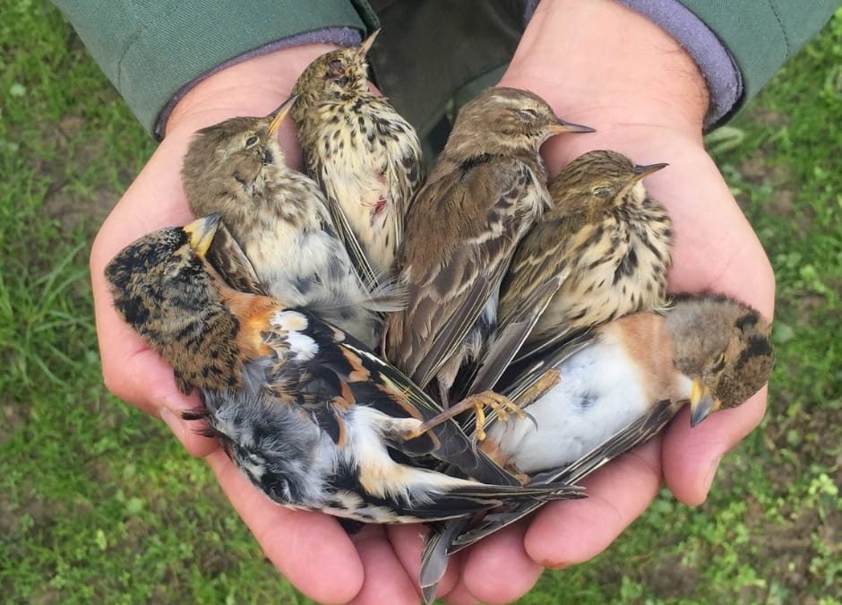 Sequestrati 3mila uccelli: LNDC denuncia bracconieri