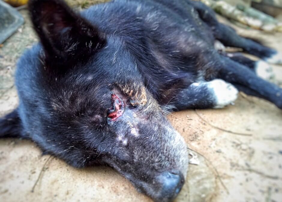 Sassocorvaro (PU) – Disturbavano battuta di caccia: uccisi due cani