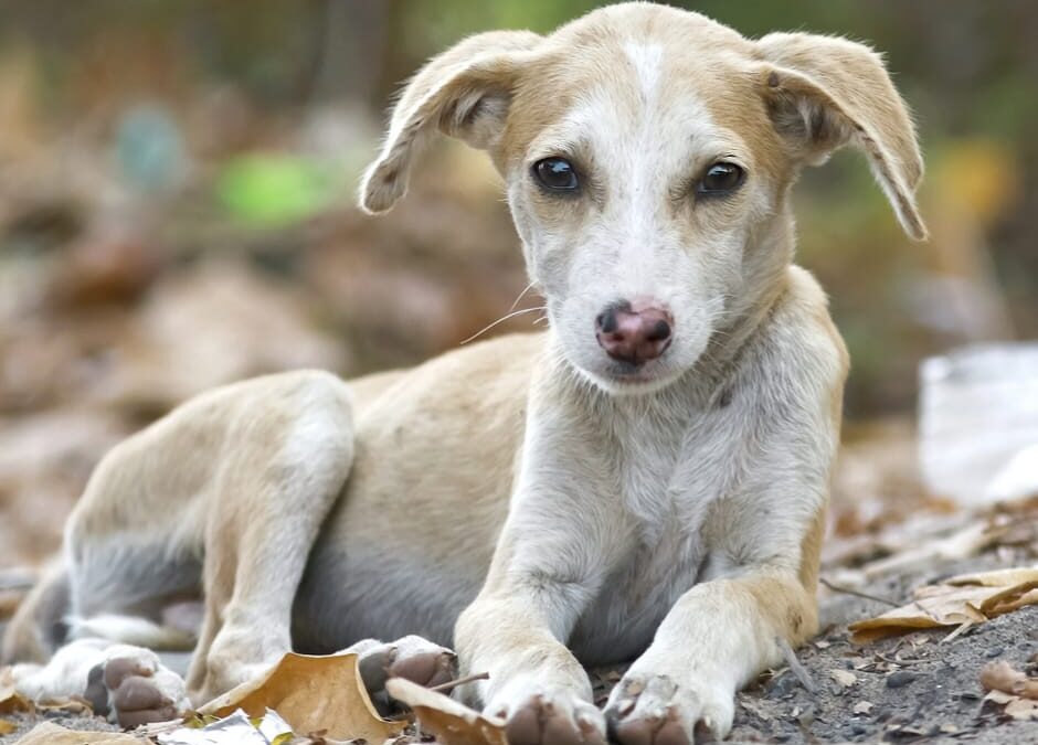 Giugliano (NA) – Cucciolo legato e dato alle fiamme
