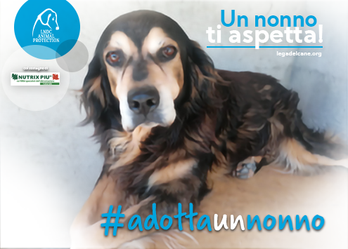 #adottaunnonno, al via la campagna LNDC e NutrixPiù