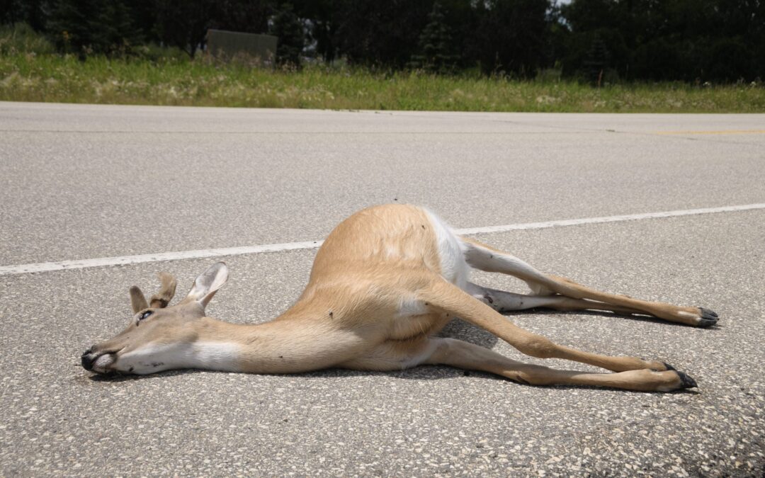 Sulmona (AQ) – Cervo investito sull’A25