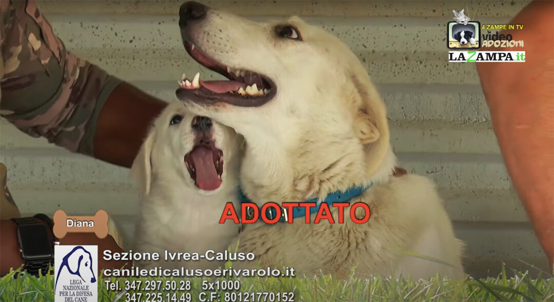 4 Zampe in TV al Rifugio LNDC di Caluso – Ivrea (TO) – Parte 7