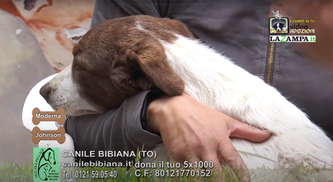 4 Zampe in TV al Rifugio LNDC di Valpellice (TO) – Puntata 9