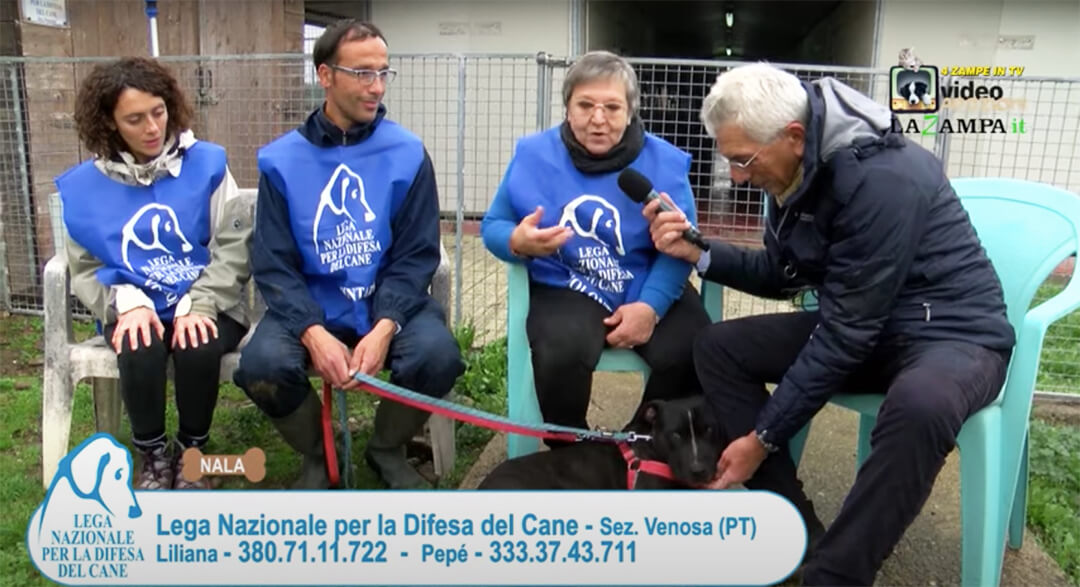 4 Zampe in TV al Rifugio LNDC di Venosa (PT) – Puntata 1