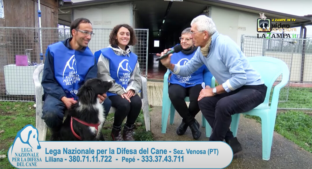 4 Zampe in TV al Rifugio LNDC di Venosa (PT) – Puntata 2