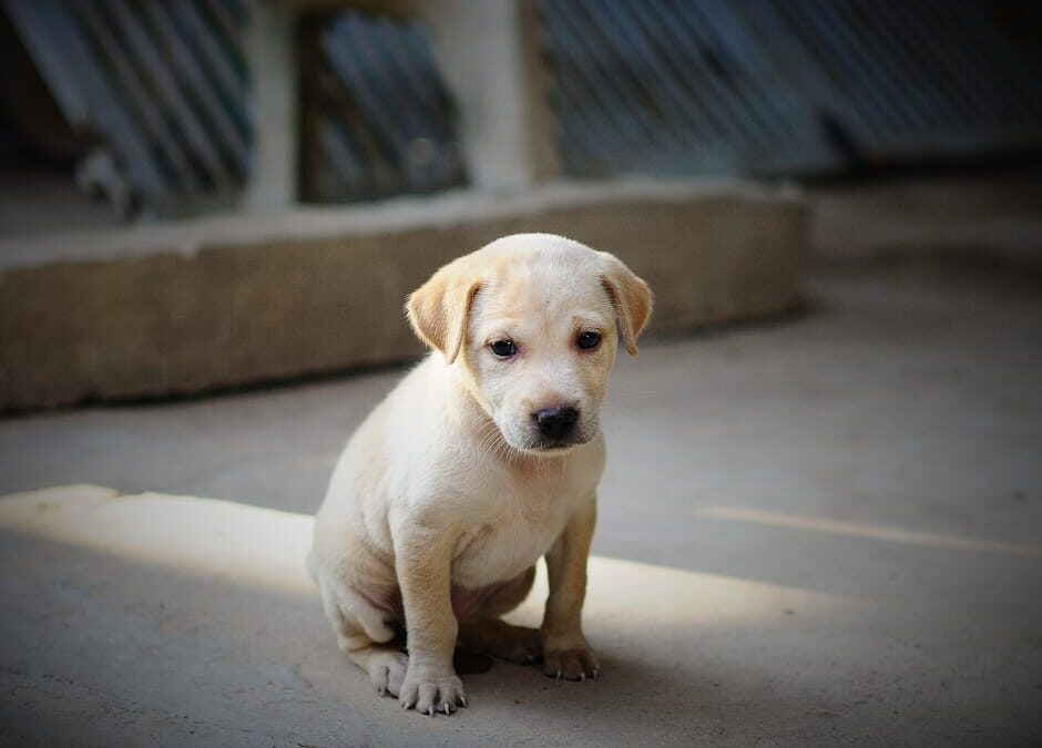 Morgex (AO) – Maltrattato e tenuto su un balcone da mesi. LNDC denuncia