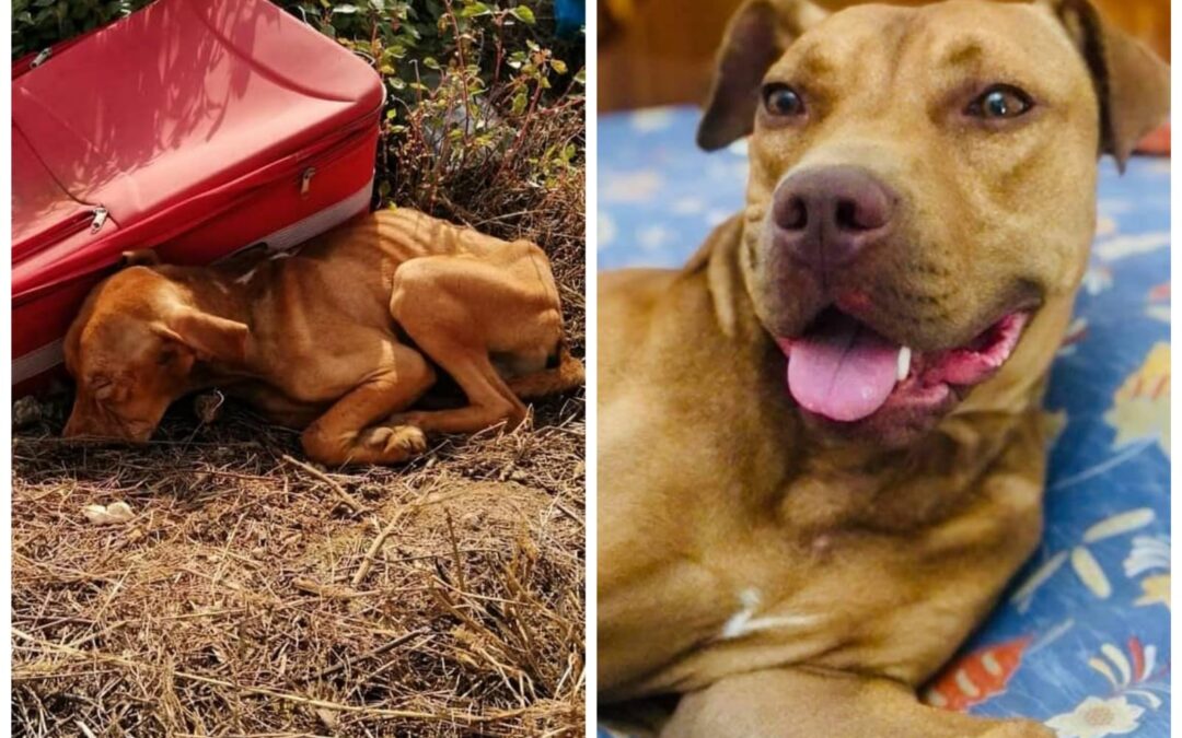 Trani (BAT) – Dopo un passato di sofferenza, Kei cerca la sua famiglia