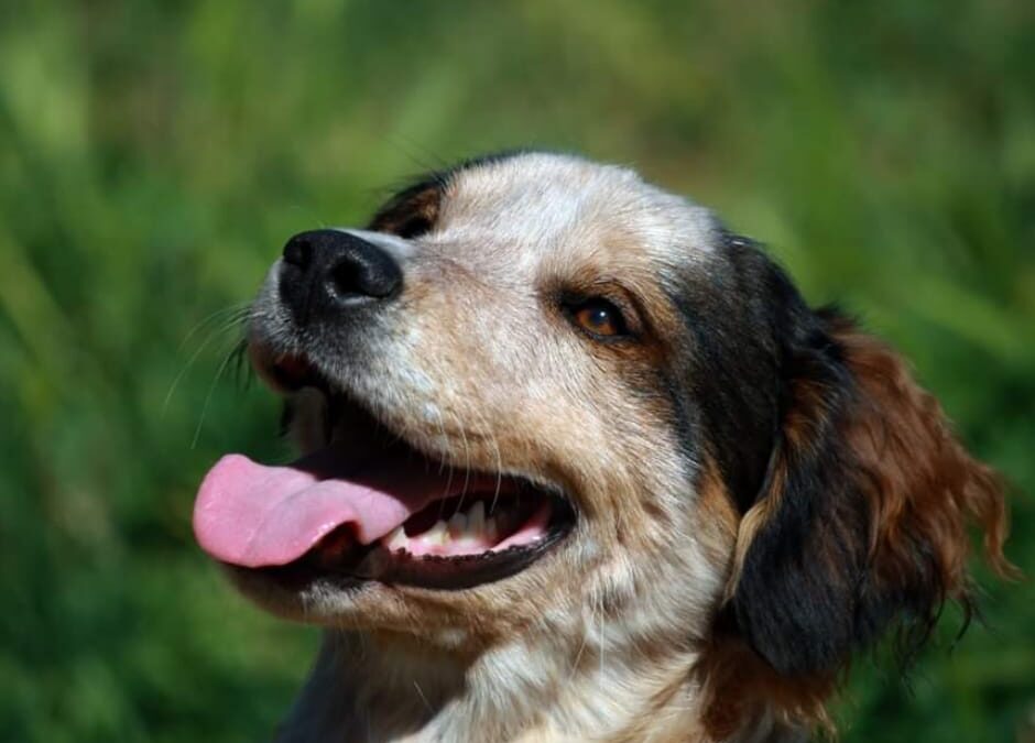 Valenzano (BA) – Caramello, un nome una garanzia di dolcezza