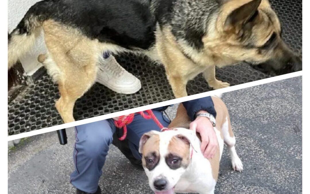 Roma – Cani abbandonati in casa. LNDC denuncia