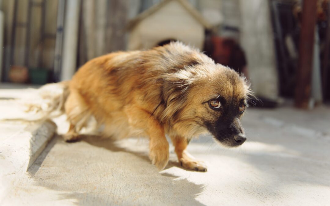 RIETI – FUOCHI D’ARTIFICIO SUL CANILE. LNDC SCRIVE AL SINDACO