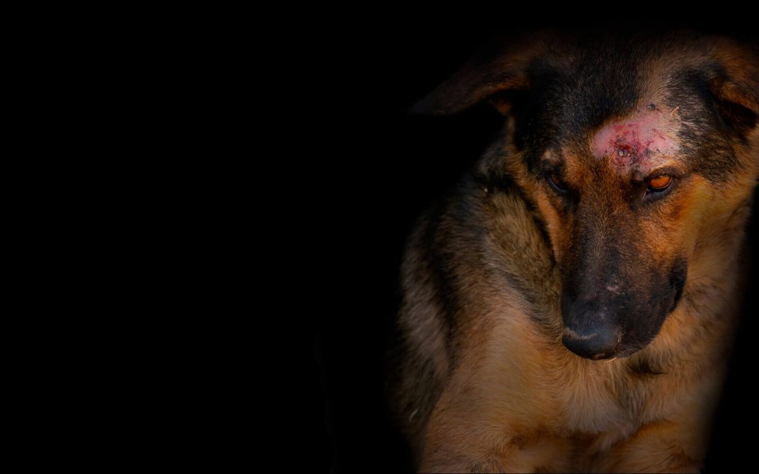 #sonoqualcunononqualcosa – Firma la petizione di LNDC!