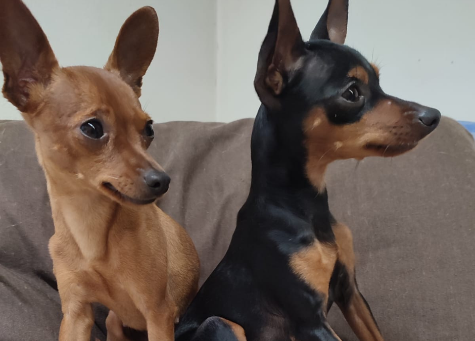 GROSSETO – LNDC RECUPERA DUE CAGNOLINE RAPITE E LE RICONSEGNA ALLA LORO FAMIGLIA