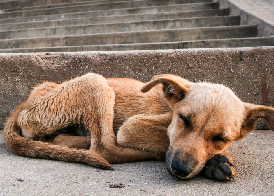 Fusignano (RA) – Pirata della strada investe cane e scappa