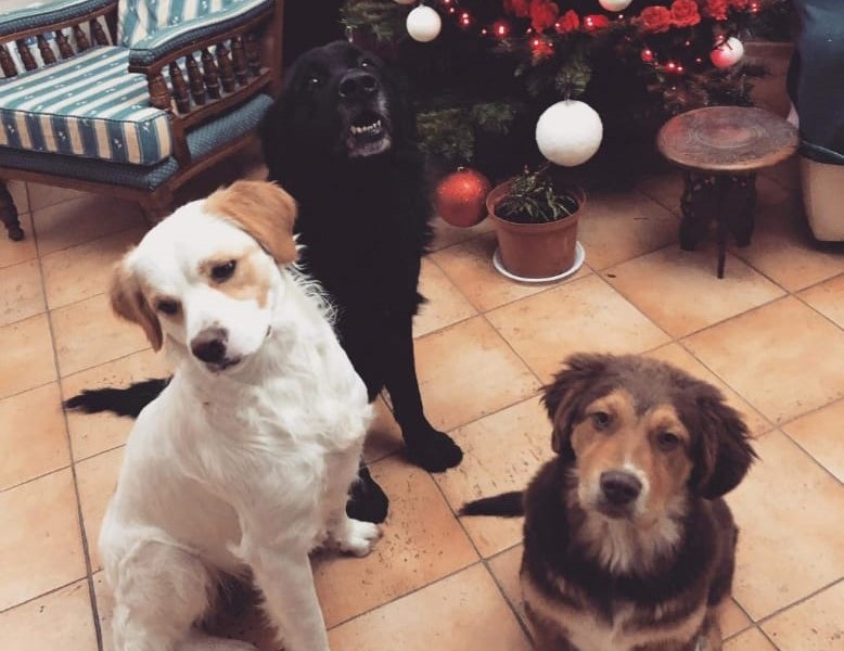 Castellalto (TE) – Cani avvelenati nel giardino di casa