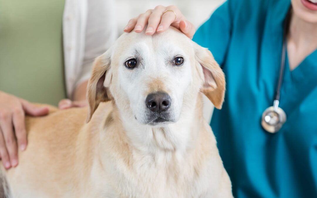 Bonus Animali nella legge di bilancio