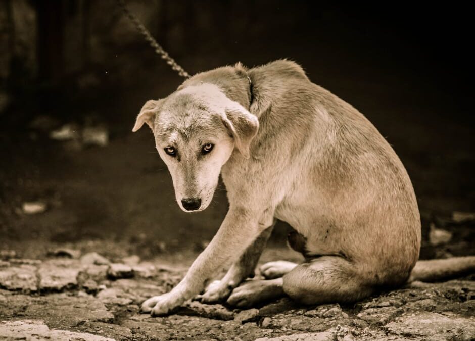 Pergine (TN) – Abbandona cane nel bosco. LNDC denuncia