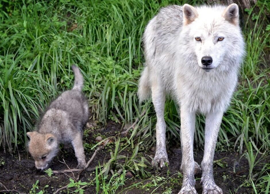 Trento – La provincia vuole abbattere i lupi