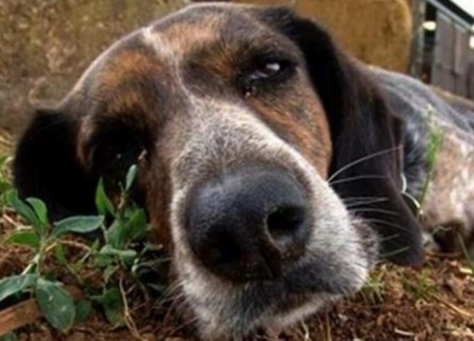 Lampedusa – Animali spariti e uccisi. LNDC scrive al Sindaco