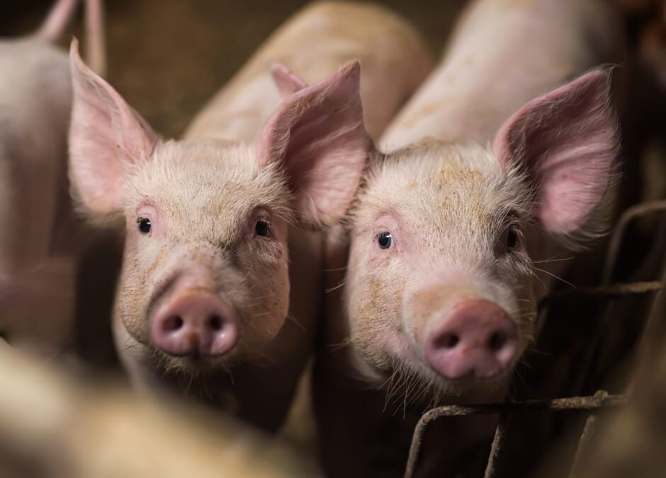 Liguria – Toti ordina abbattimento suini, LNDC annuncia ricorso