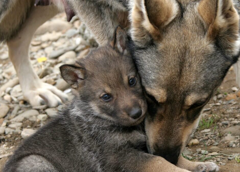 Lupi – Paure immotivate. L’abbattimento non è la soluzione
