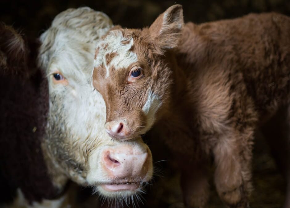 Panni (FG) – LNDC Animal Protection chiede sospensione lotteria con animali in premio