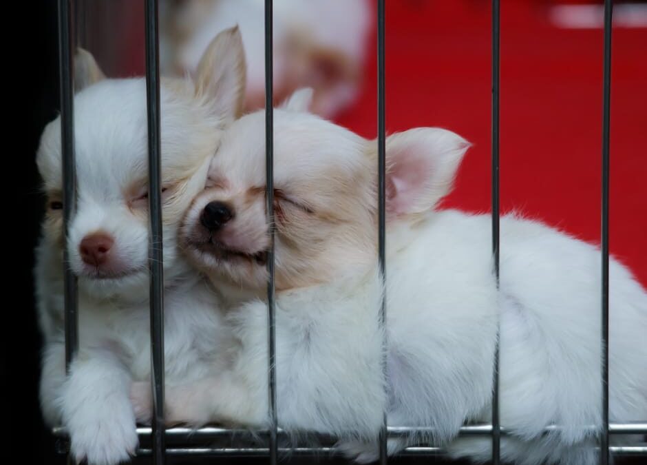 Caserta – Fermato al casello con 39 cuccioli