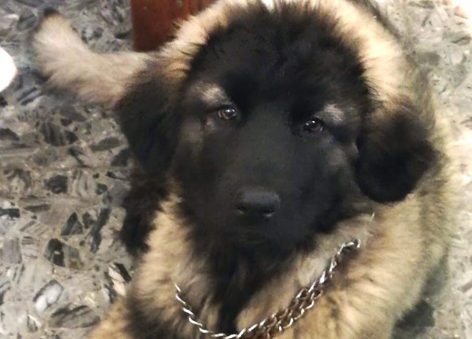 Valentano (VT) – Atena uccisa a fucilate. LNDC denuncia