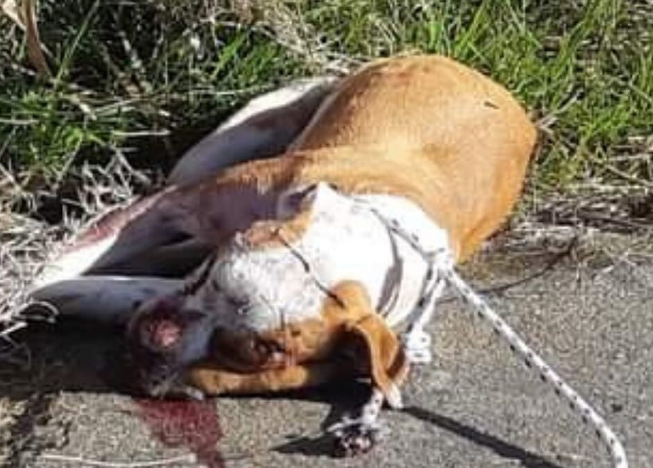 Crotone, pitbull ucciso a bastonate