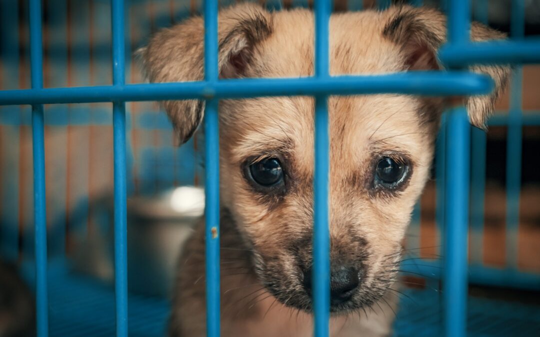 LAV, ENPA E LNDC AL SINDACO DI MESSINA: FERMARE TRASFERIMENTO DEI CIRCA 100 CANI “COMUNALI” IN CALABRIA!