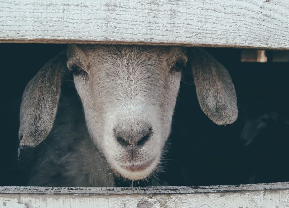 Scigliano (CS) – Denuncia per macellazione abusiva