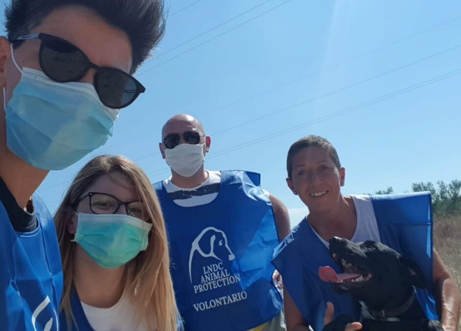 Canosa di Puglia (BAT), Comune assente. Ennesimo animale salvato dai volontari LNDC
