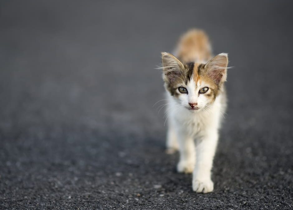L’Aquila – LNDC denuncia, strage di gatti