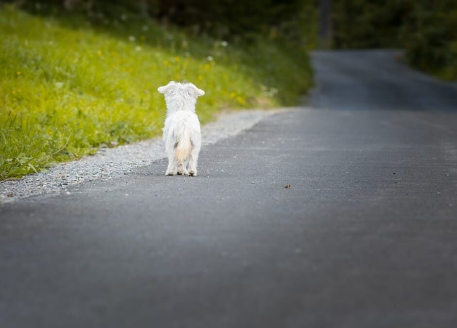 Messina – Cane abbandonato sotto le telecamere