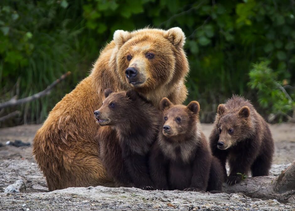 Orsi problematici? La provincia di Trento li vuole uccidere