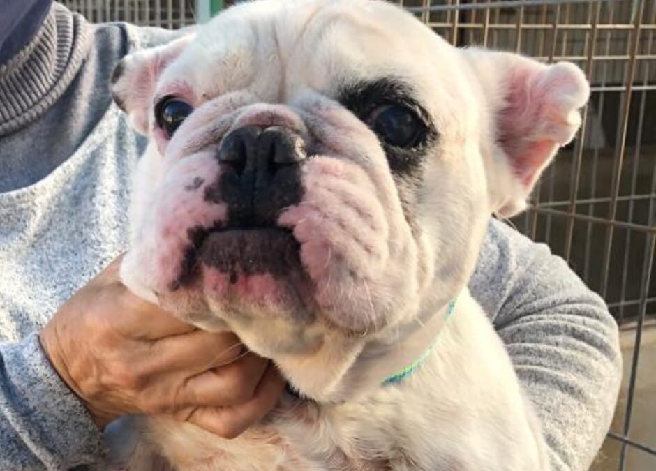 Valenzano (BA) – Ernesto cerca una nuova famiglia