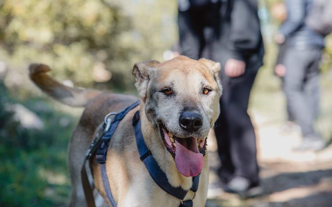 Ruvo di Puglia (BA) – Fiore di nuovo in canile, aspetta una nuova casa